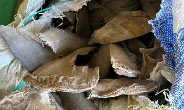 Opération « Bouclage » contre le trafic d’espèces menacées d’extinction : Une tonne six cent kg (1600 kg) d&rsquo;ailerons de requin saisis à Kébémer