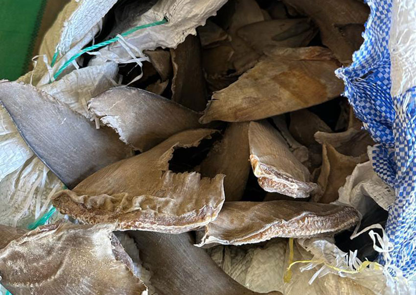 Opération « Bouclage » contre le trafic d’espèces menacées d’extinction : Une tonne six cent kg (1600 kg) d&rsquo;ailerons de requin saisis à Kébémer