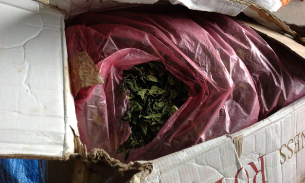 Importantes saisies de drogue khat et de cuisses de poulet