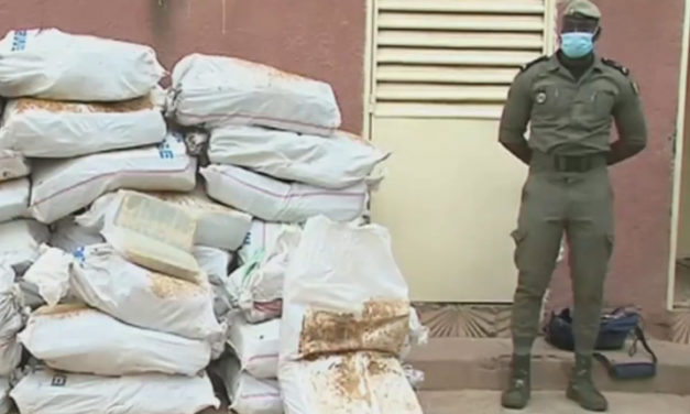 Record seizure: 1,076 kg of Indian hemp carried out by Customs at Koumpentoum