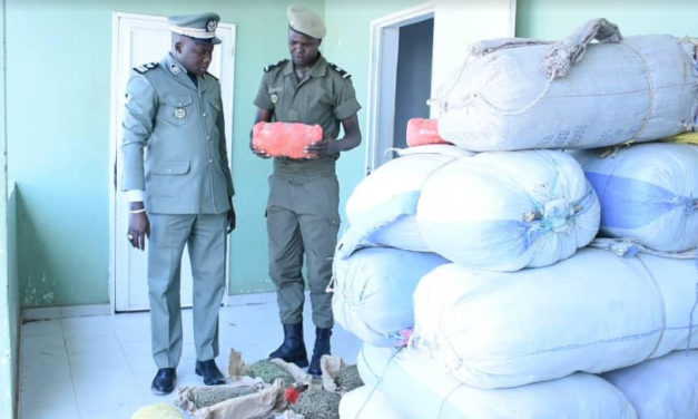Fight against drug trafficking: A big intake of Indian hemp in Nganda