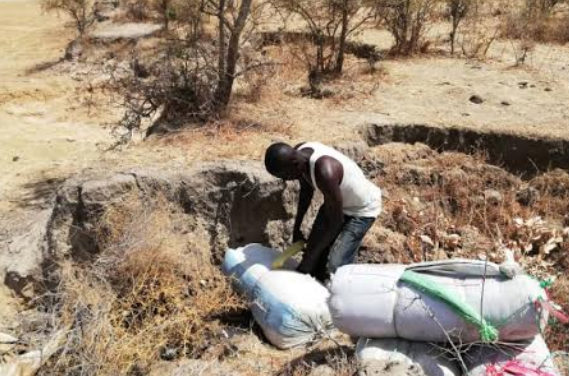Trafficking and Indian hemp sale: 250 kg of Indian hemp unearthed by the Kaolack Mobile Brigade