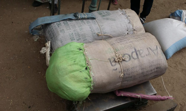 Saisie de 430 kg de chanvre indien par la brigade des Douanes de Foundiougne
